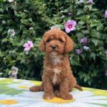 Koks Cavapoo