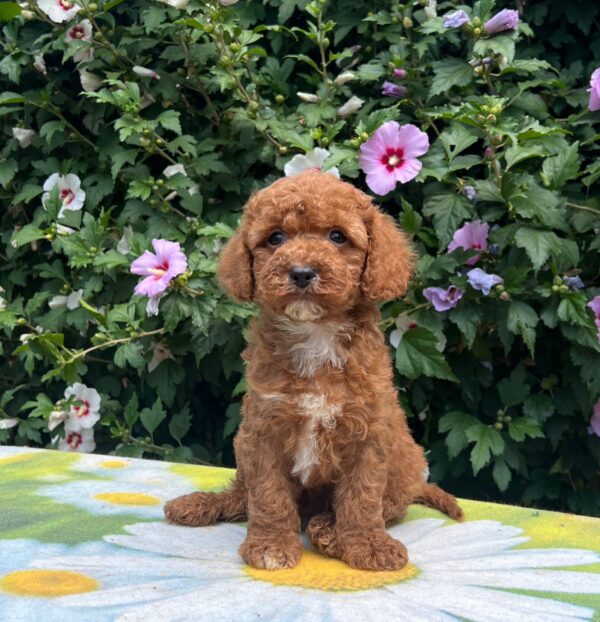 Kit Cavapoo