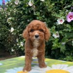 Koks-male-cavapoo-puppy-for-sale-1 (1)