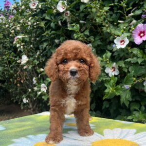 Koks Cavapoo