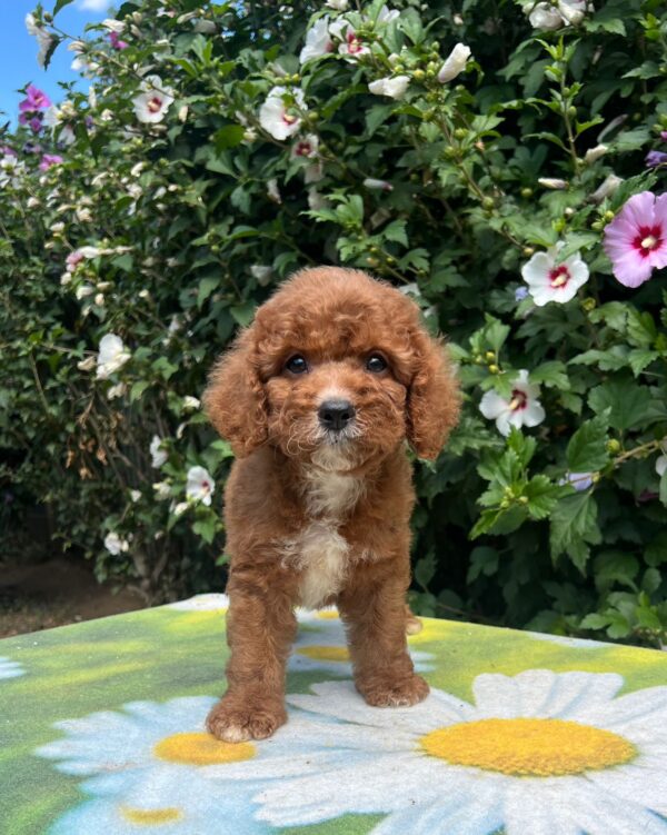 Koks Cavapoo