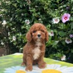 Koks-male-cavapoo-puppy-for-sale-1 (2)