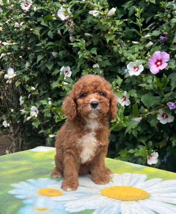 Koks Cavapoo