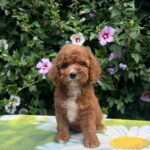 Koks-male-cavapoo-puppy-for-sale-1 (3)