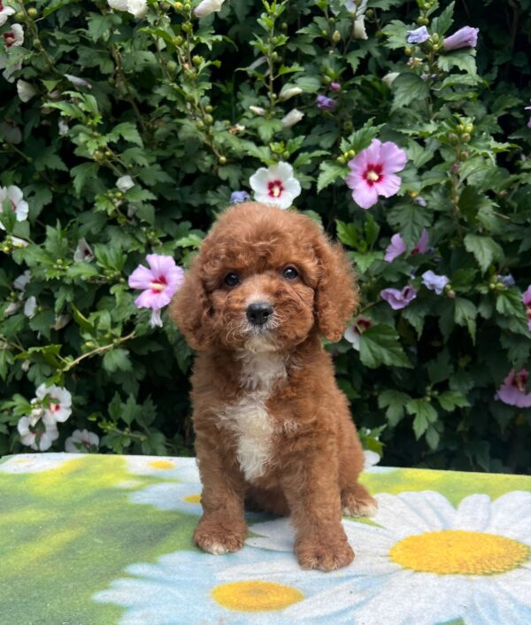 Koks Cavapoo