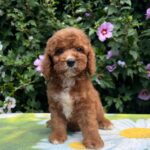 Koks-male-cavapoo-puppy-for-sale-1 (4)