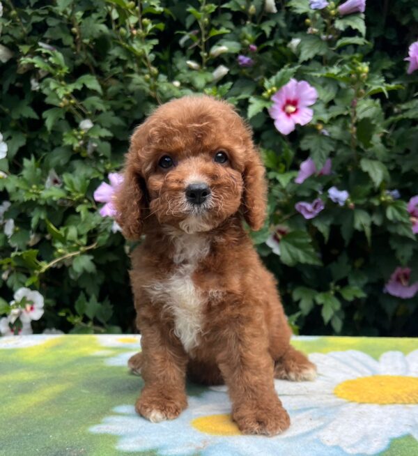 Koks Cavapoo