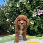 Koks-male-cavapoo-puppy-for-sale-1 (5)