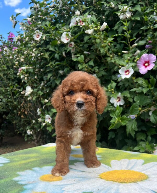 Koks Cavapoo