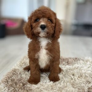 Koks Cavapoo