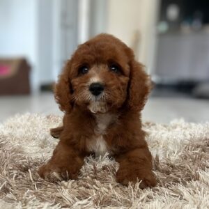 Koks Cavapoo