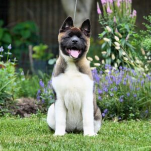 Laena American Akita