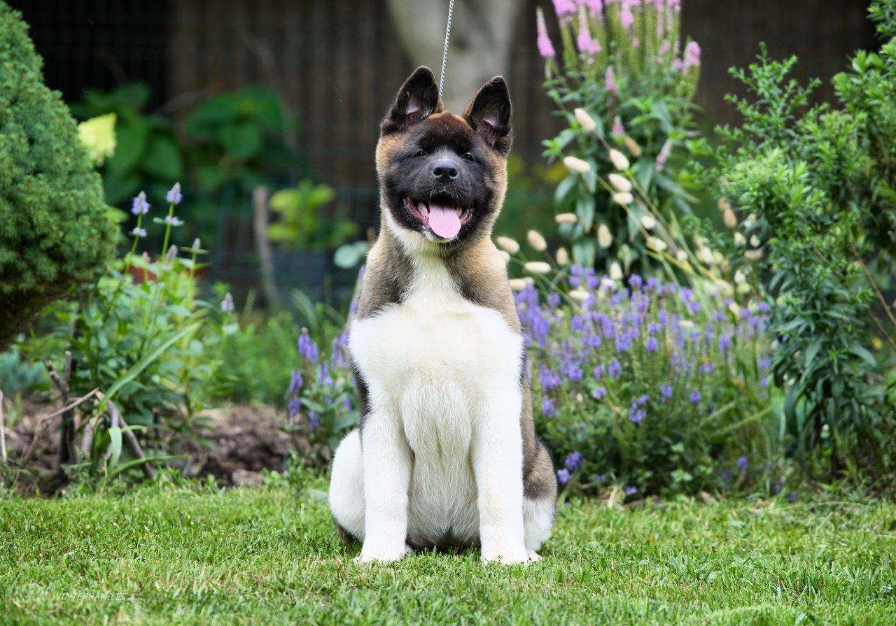 Puppies For Sale Buy Japanese Akita Puppy Puppy Buy Akita Inu Long