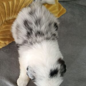 Lakis Border Collie
