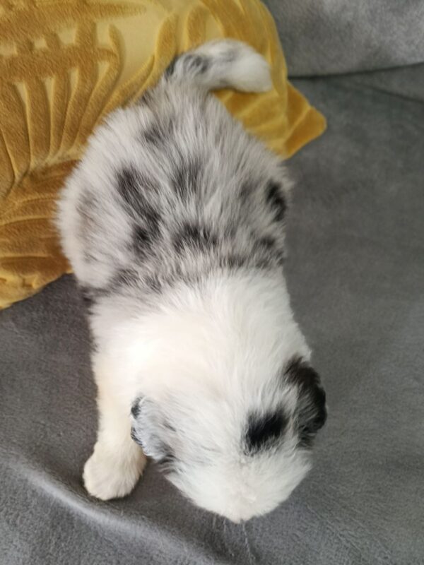 Lakis Border Collie