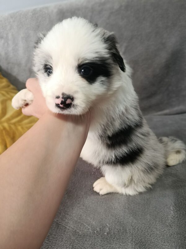 Lakis Border Collie