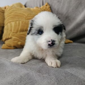 Lakis Border Collie