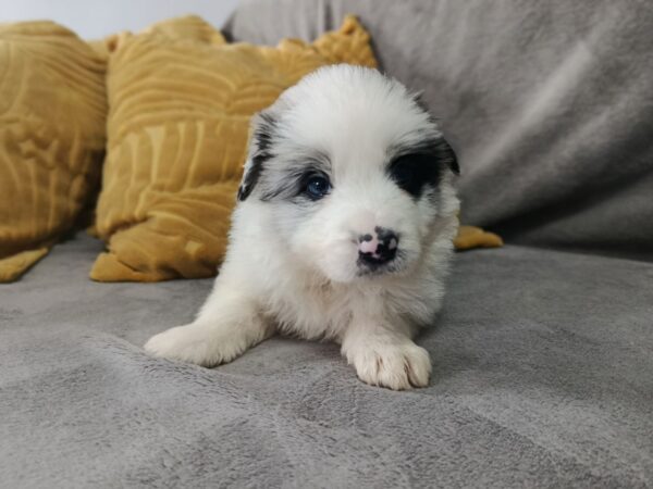 Lakis Border Collie