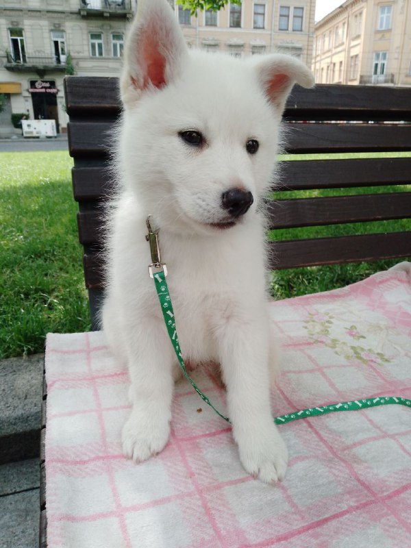 Laky Pomsky