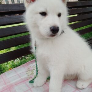 Laky Pomsky
