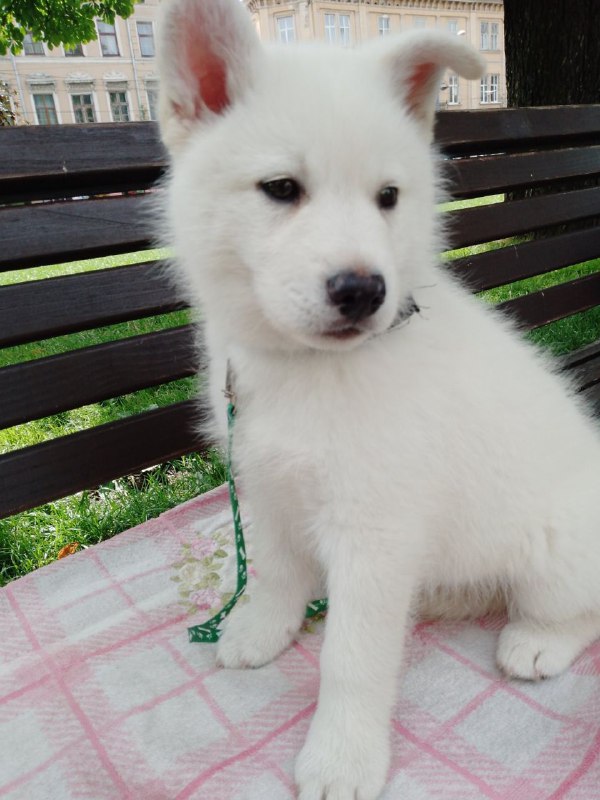 Laky Pomsky