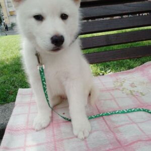 Laky Pomsky