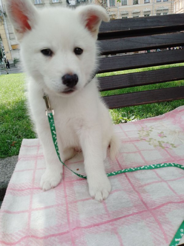 Laky Pomsky