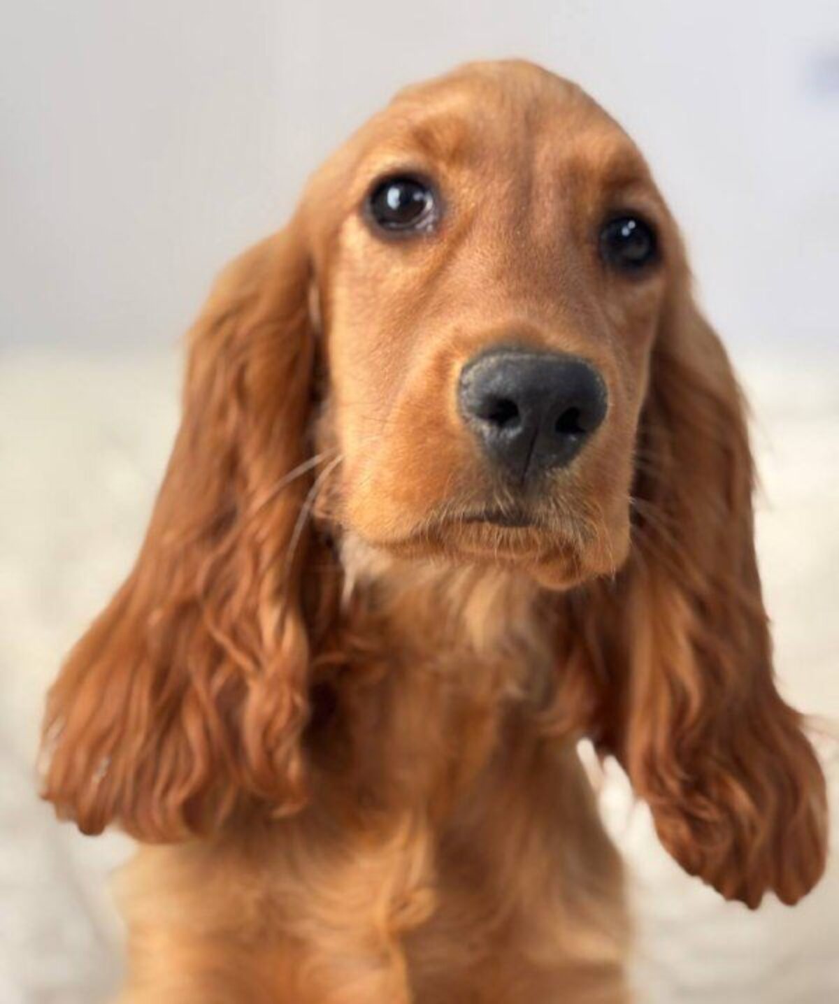 Cocker Spaniel West Terrier Mix English Cocker Spaniel Dogs And