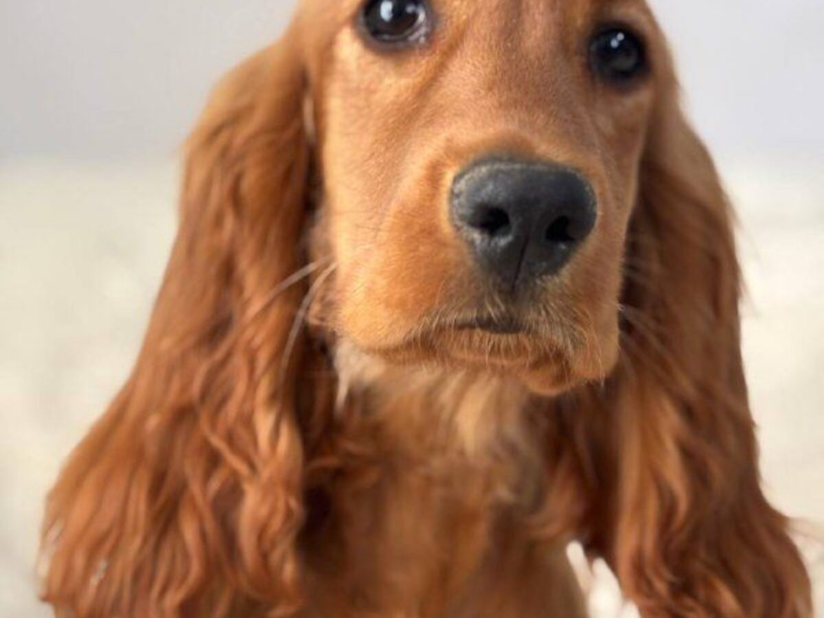 Golden Sable Chocolate Sable Cocker Spaniel For Sale Tri Sable - Main Image