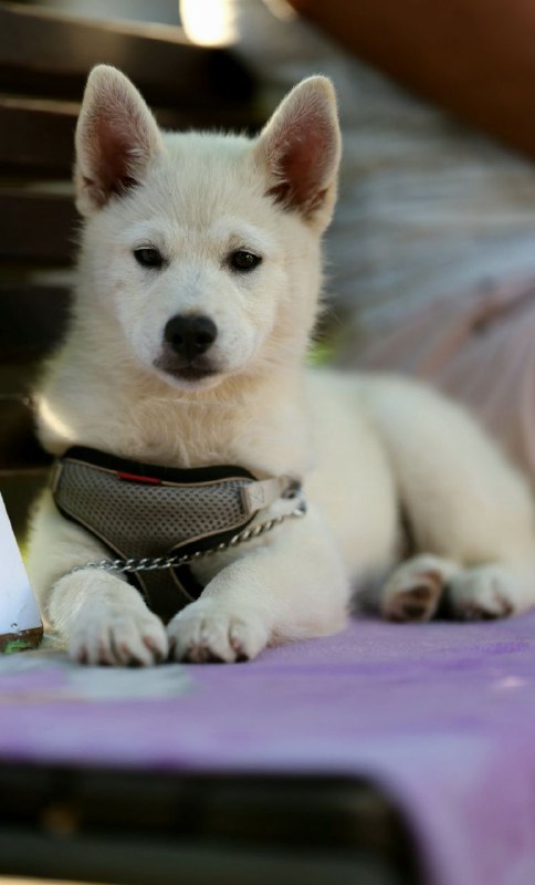 Lars Pomsky