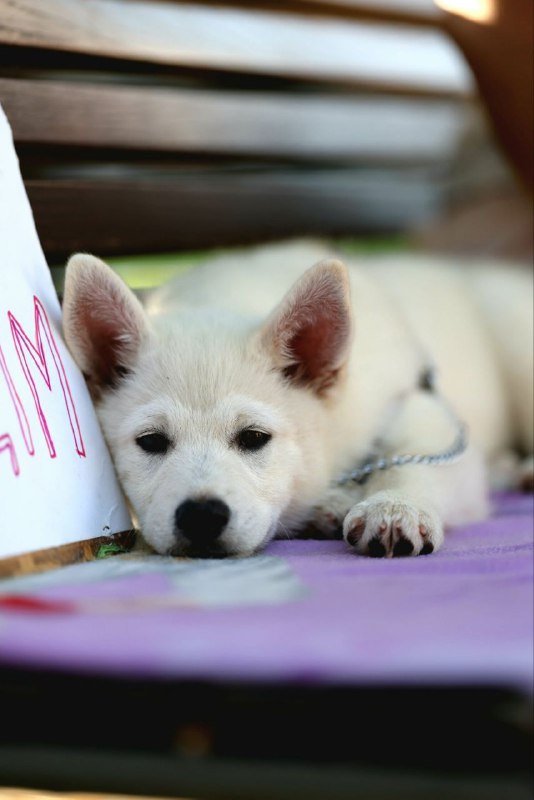 Lars Pomsky