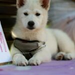 Laky Pomsky