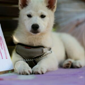 Lars Pomsky