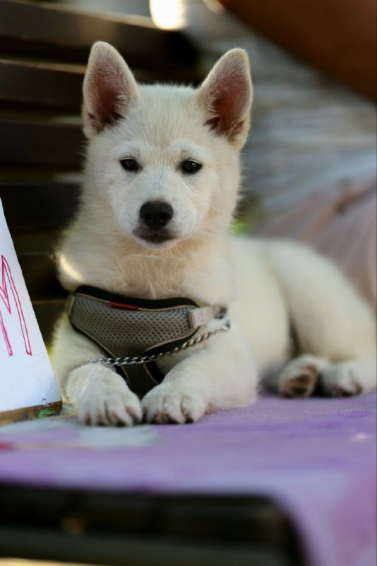 Lars Pomsky