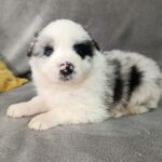 Lixie Border Collie