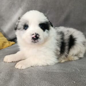 Leo Border Collie