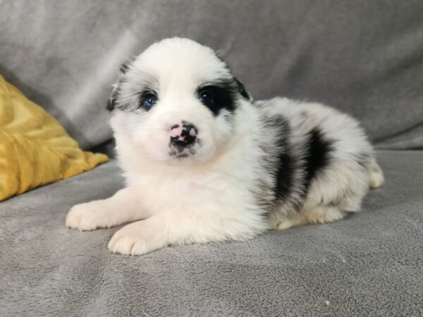 Leo Border Collie