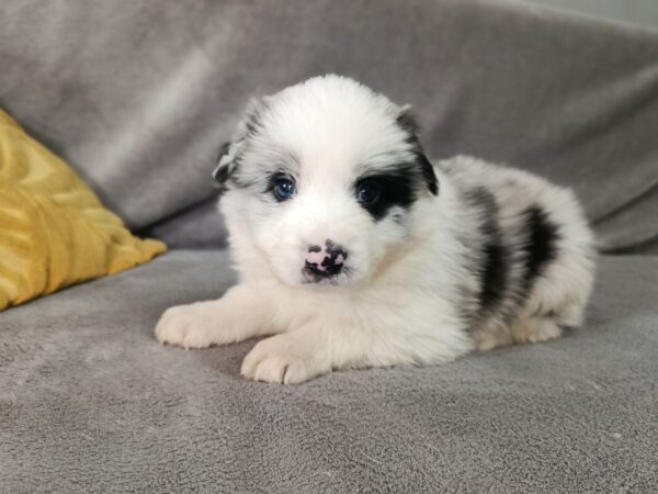 Leo Border Collie