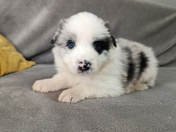 Leo Border Collie