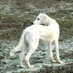 Lion-male-saluki-persian-hound-puppy-for-sale- (1)