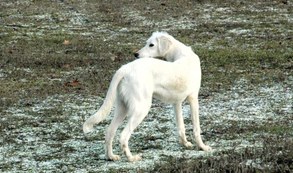 Lion Saluki Persian Hound Lion Saluki Persian Hound