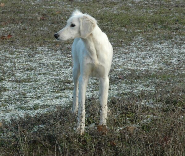 Lion Saluki Persian Hound Lion Saluki Persian Hound