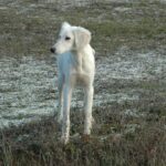 Lion-male-saluki-persian-hound-puppy-for-sale- (3)
