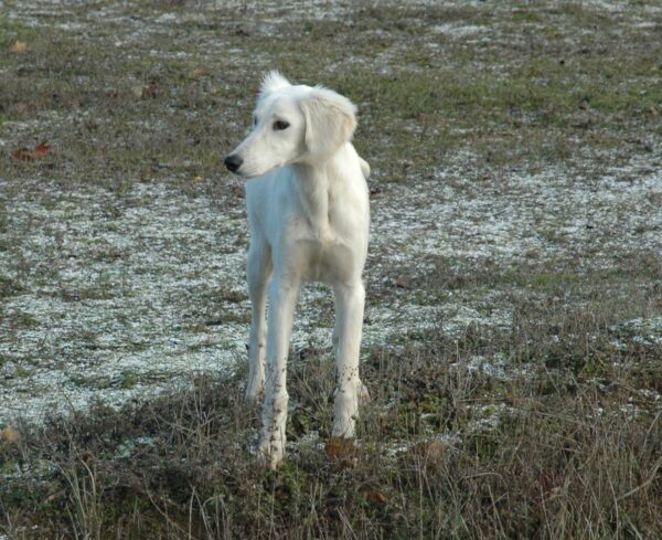 Lion Saluki Persian Hound Lion Saluki Persian Hound