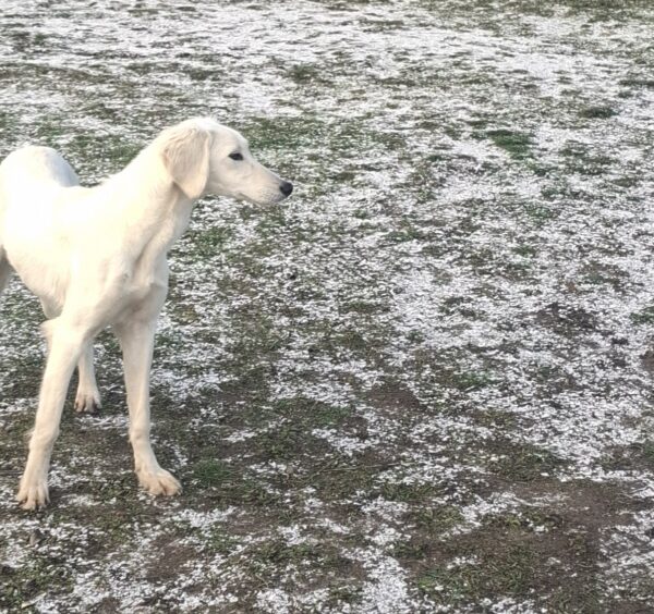 Lion Saluki Persian Hound Lion Saluki Persian Hound