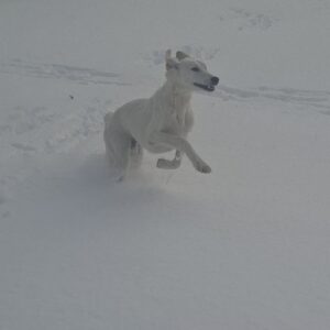 Lion Saluki Persian Hound Lion Saluki Persian Hound