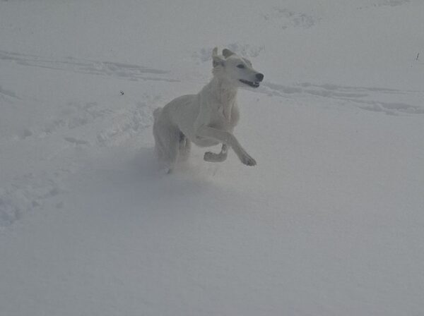 Lion Saluki Persian Hound Lion Saluki Persian Hound