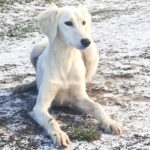 Lion-male-saluki-persian-hound-puppy-for-sale- (6)