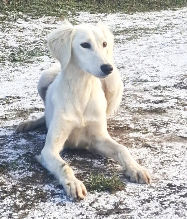 Lion Saluki Persian Hound Lion Saluki Persian Hound