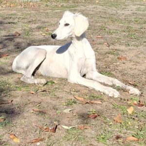 Lion Saluki Persian Hound Lion Saluki Persian Hound